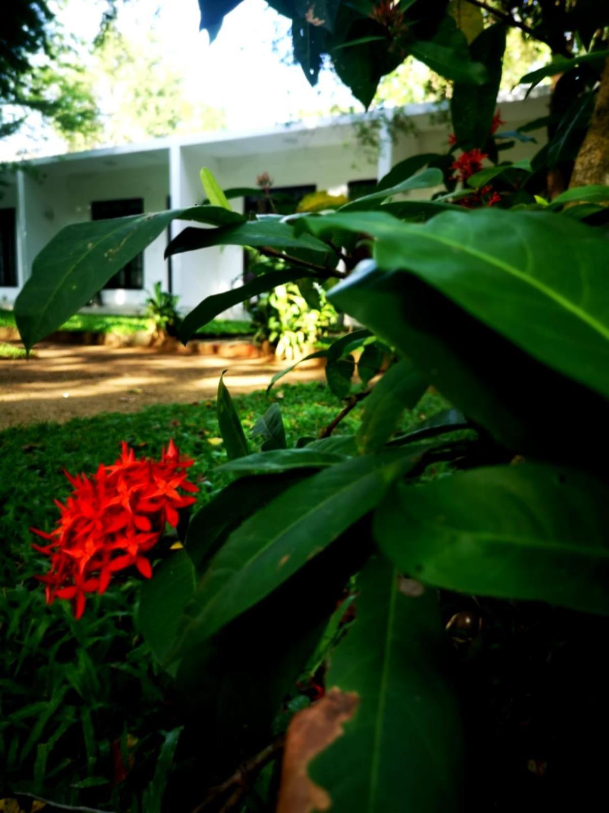 Hotel Bird Paradise Sigiriya Eksteriør bilde